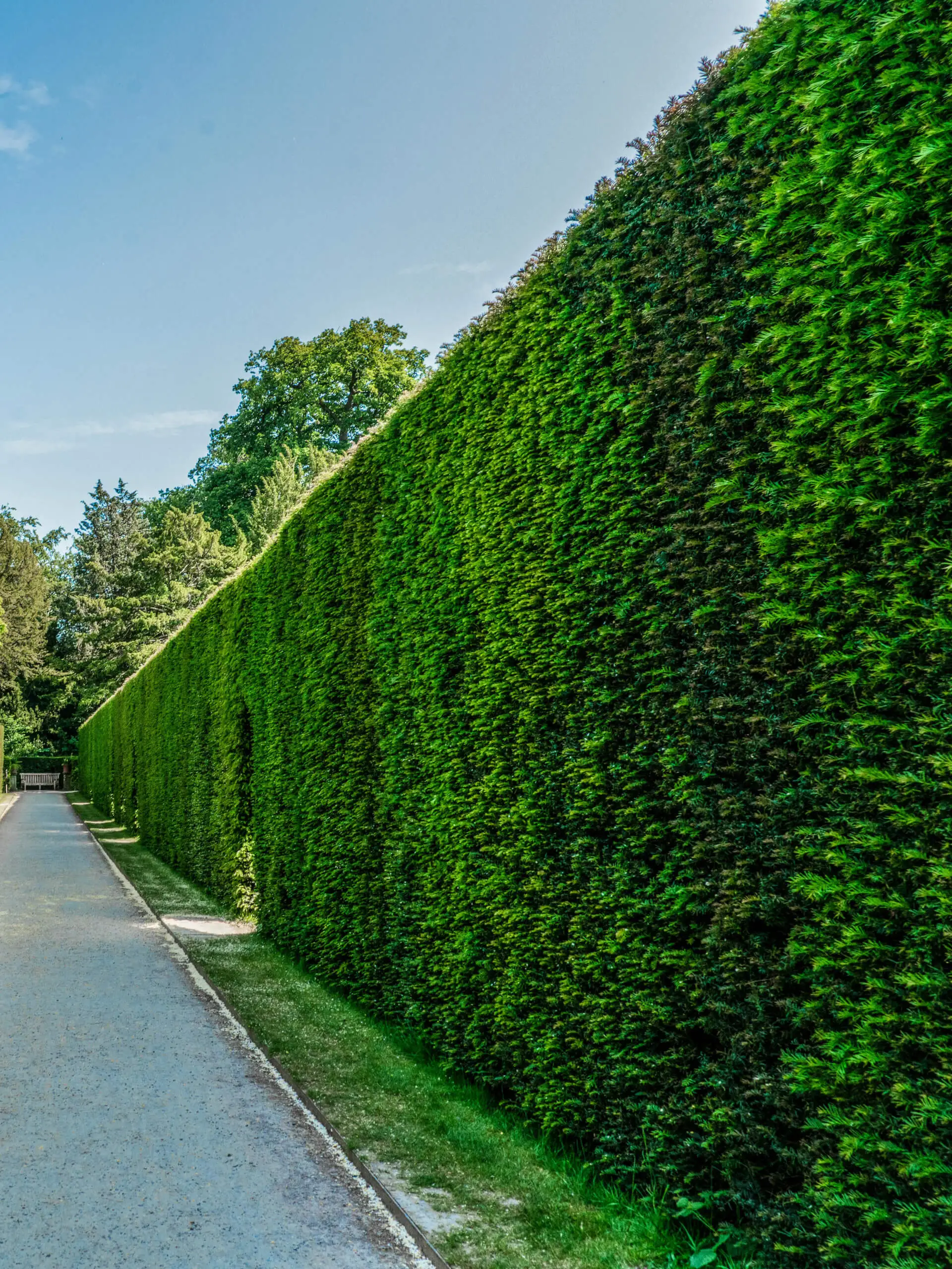 Gartenpflege in Nürnberg mit professionell gepflegten grünen Hecken