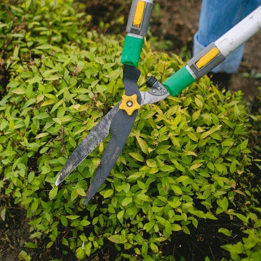gartenpflege-nuernberg-heckenschere Gartenpflege in Nürnberg mit professionell gepflegten grünen Hecken